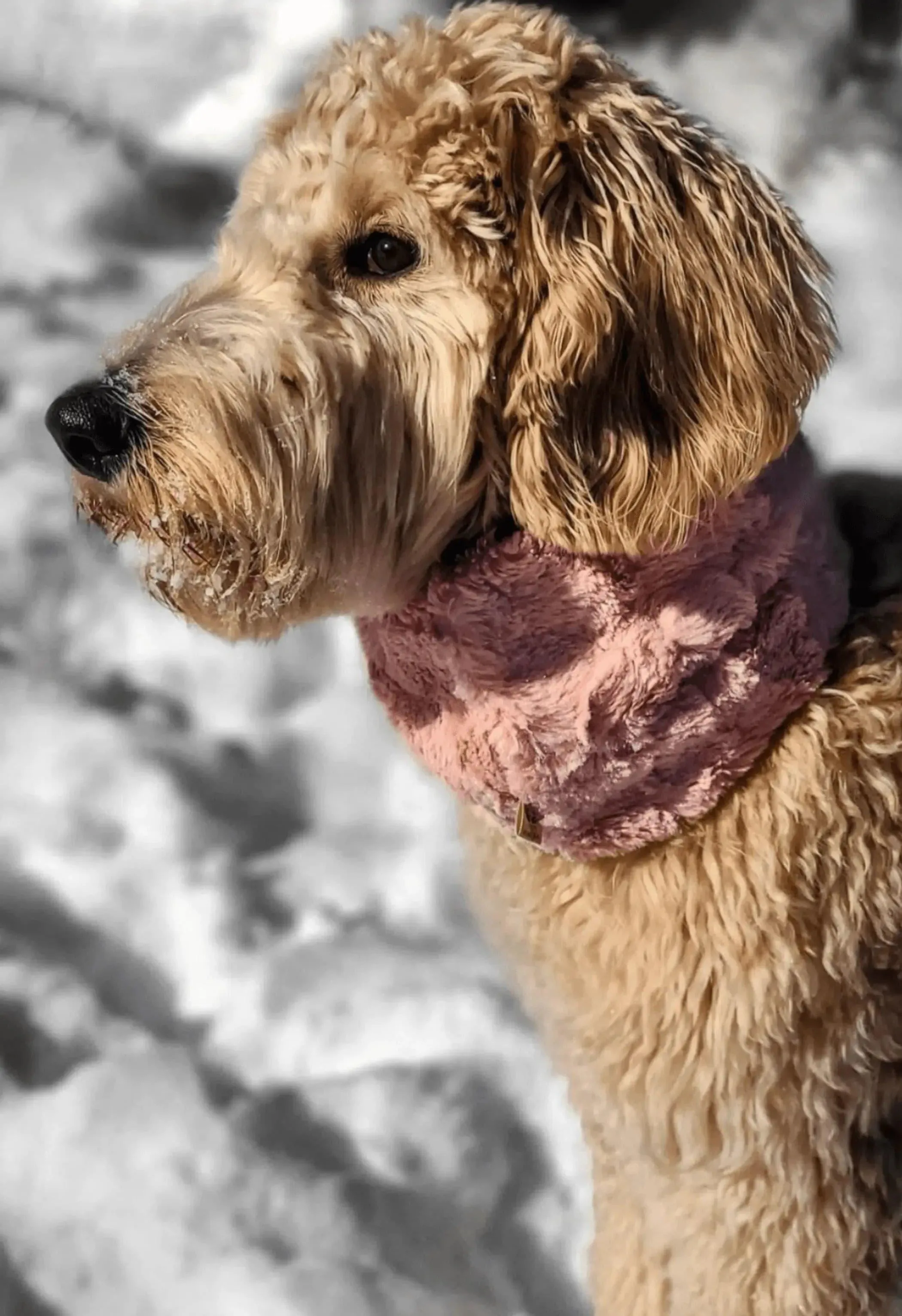 Faux Fur Infinity Scarf